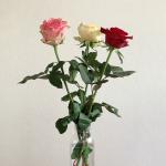 Bouquet de roses pour la lutte contre le cancer